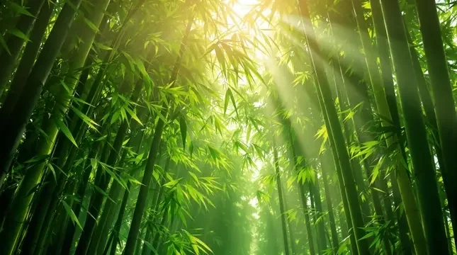 风过竹林 - 555电影网