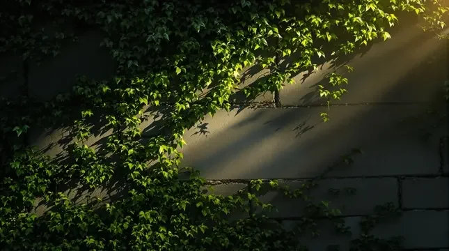 藤上月色 - 555电影网